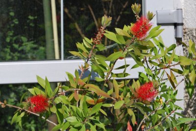 Callistemon laevis - štětkovec - květy